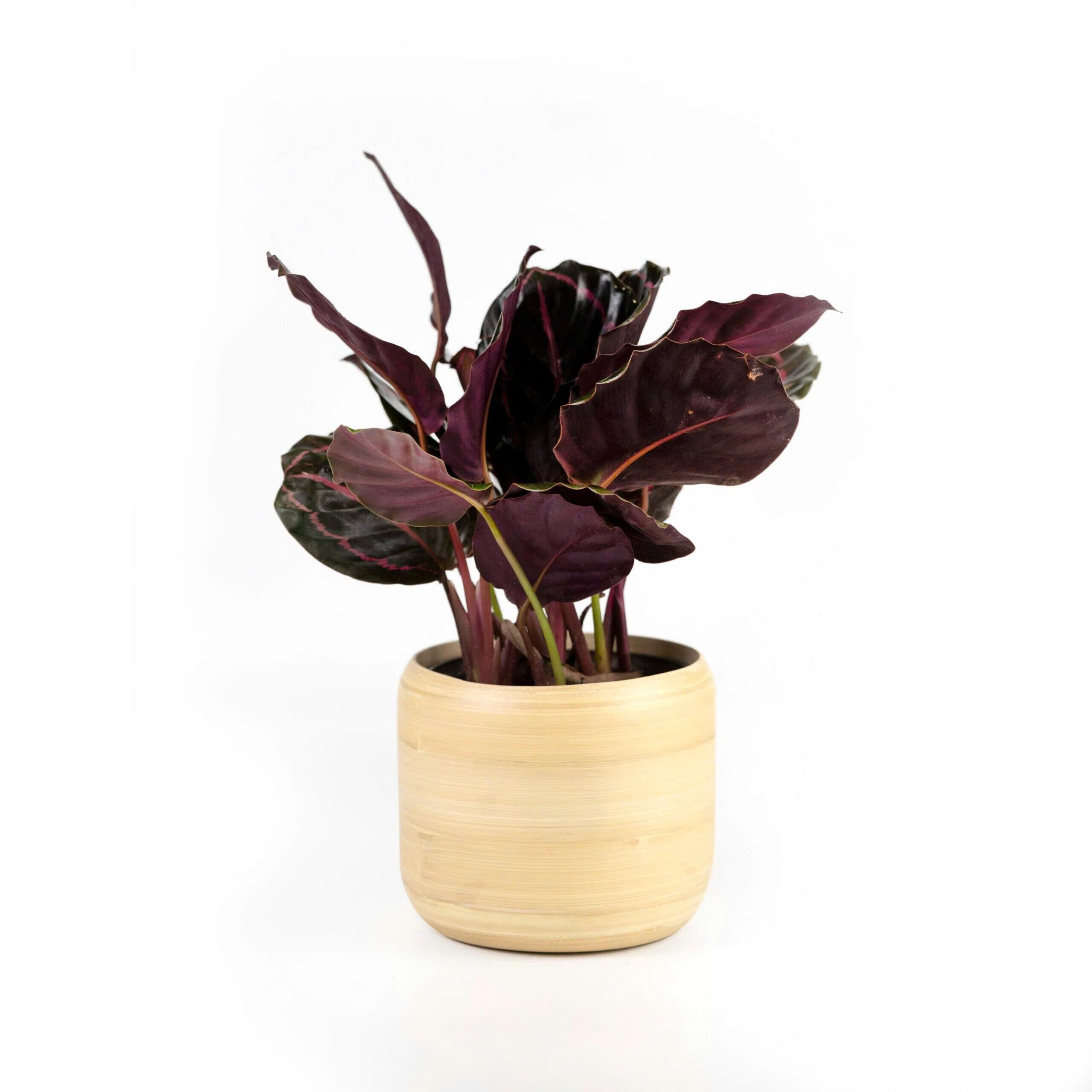 %C4%91u%C3%B4i%20c%C3%B4ng