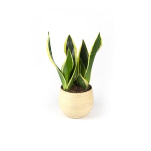 01.%20CAY00001%20_%20l%C6%B0%E1%BB%A1i%20h%E1%BB%95%20-%20175k