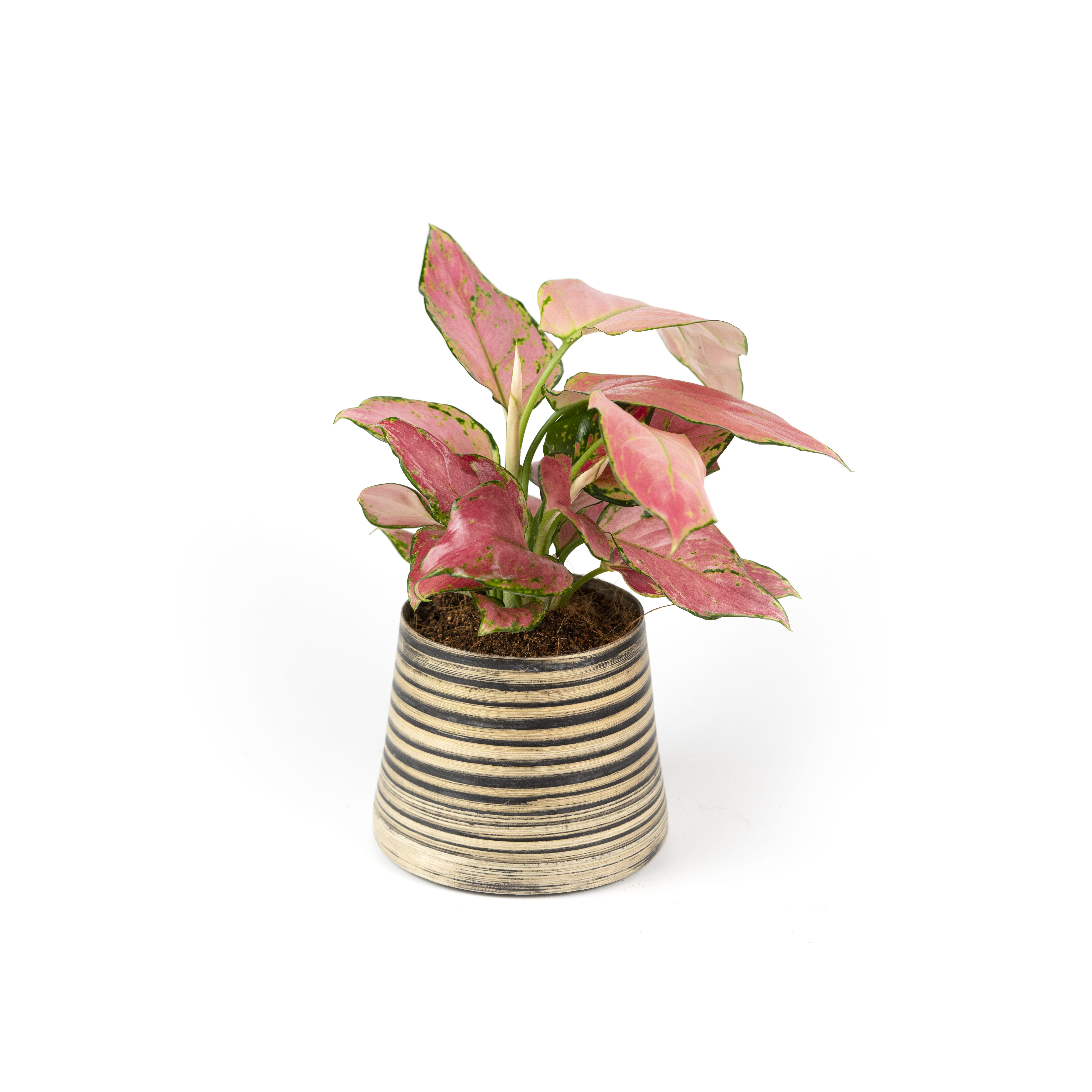 12%20CAY00012%20h%E1%BB%93ng%20l%E1%BB%99c%20-%20250k