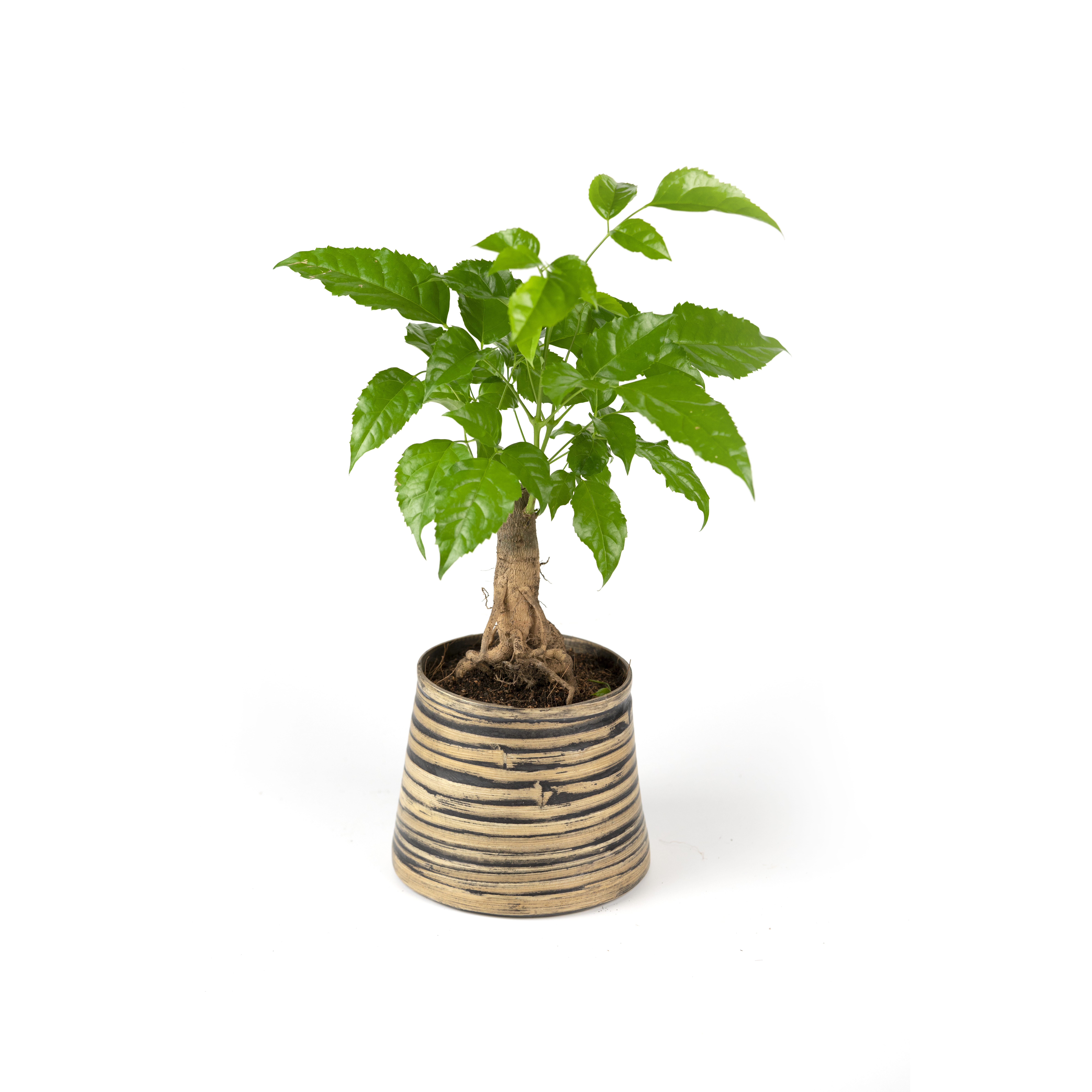 08.%20CAY00008_%20%20h%E1%BA%A1nh%20ph%C3%BAc%20-%20150k