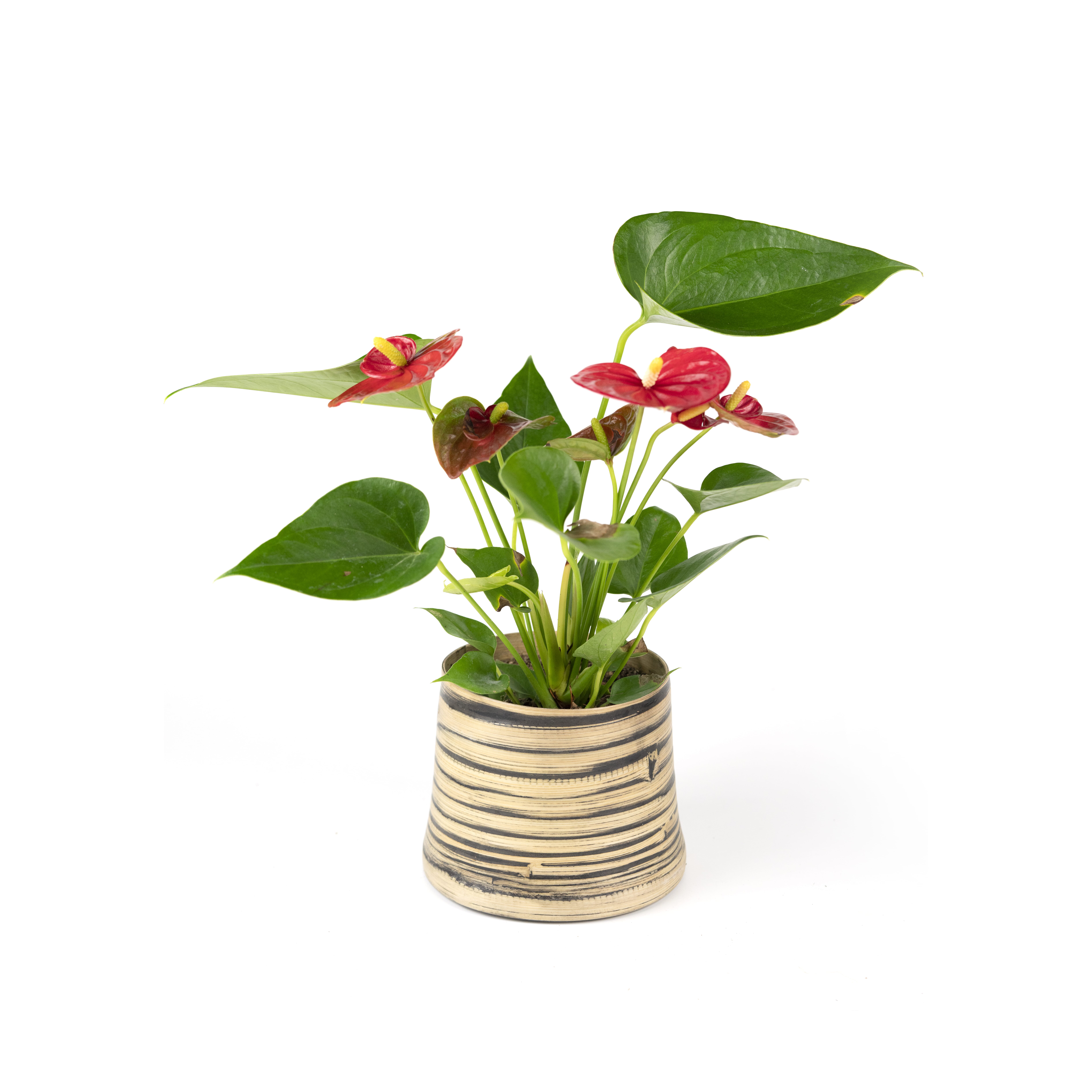 09.%20CAY00009%20-%20h%E1%BB%93ng%20m%C3%B4n%20-%20250k%20