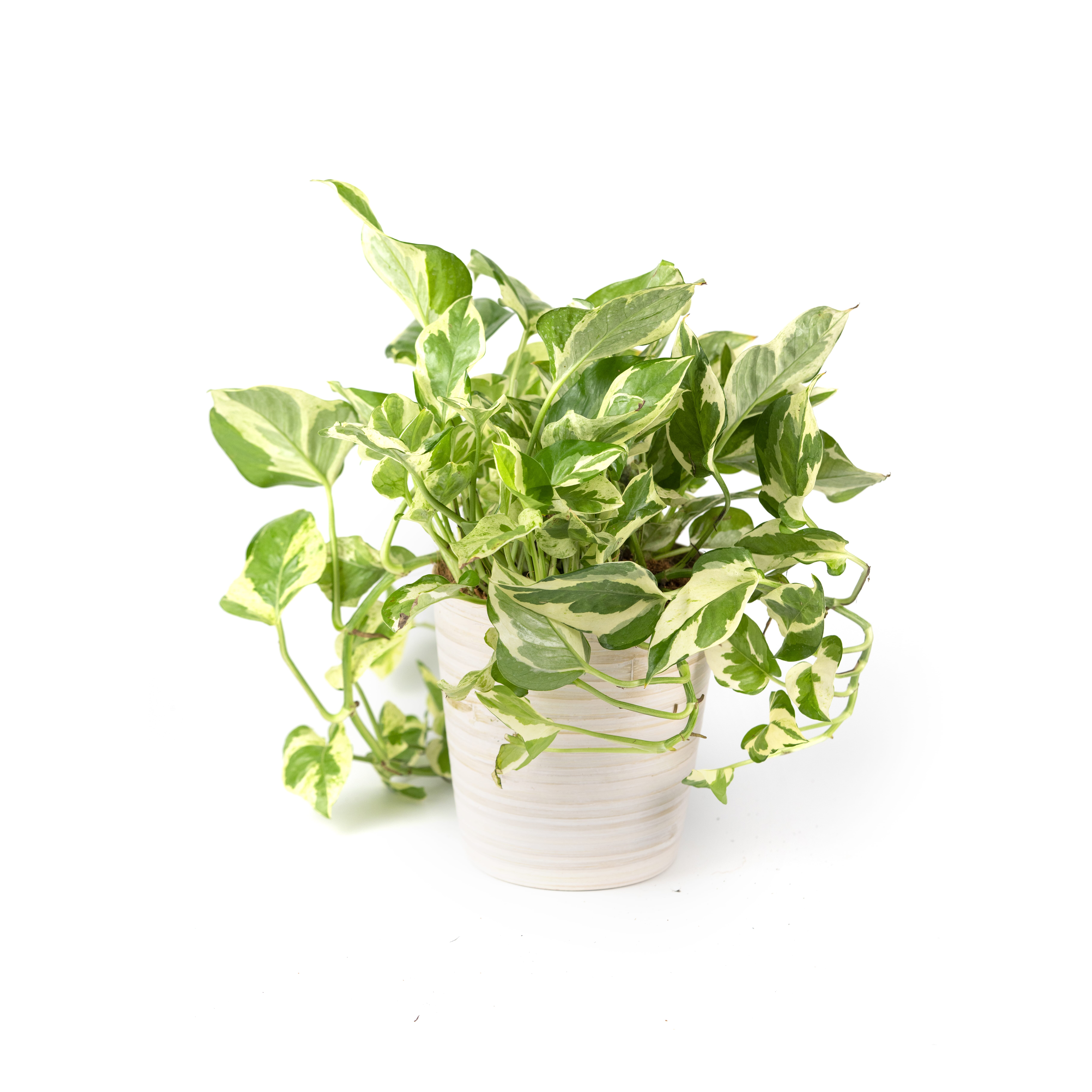 10.%20CAY00010%20%20v%E1%BA%A1n%20ni%C3%AAn%20thanh%20c%E1%BA%A9m%20th%E1%BA%A1ch%20-%20250k