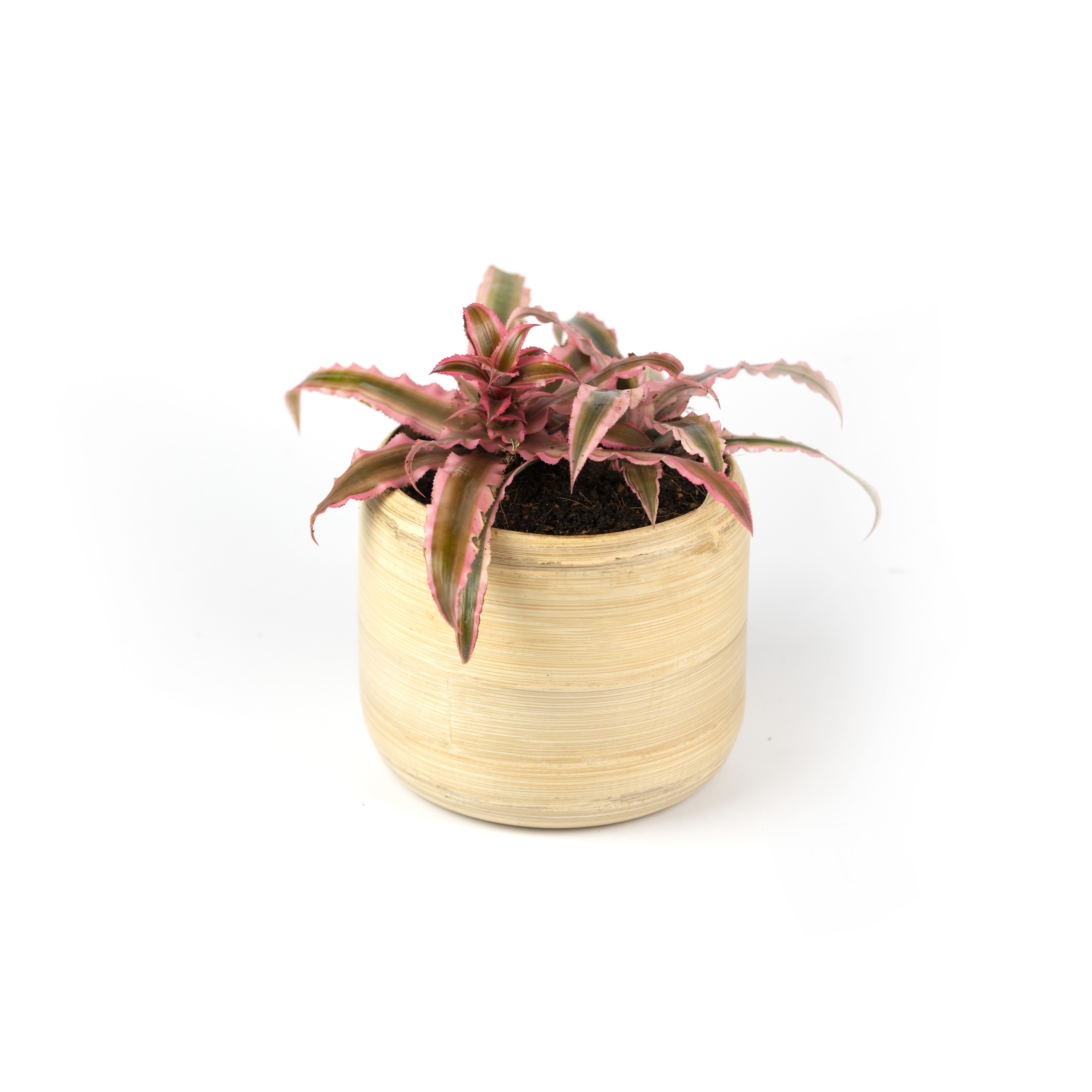 14.%20CAY00014%20%20d%E1%BB%A9a%20ph%E1%BB%A5ng%20-%20150k