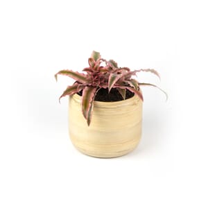 14.%20CAY00014%20%20d%E1%BB%A9a%20ph%E1%BB%A5ng%20-%20150k