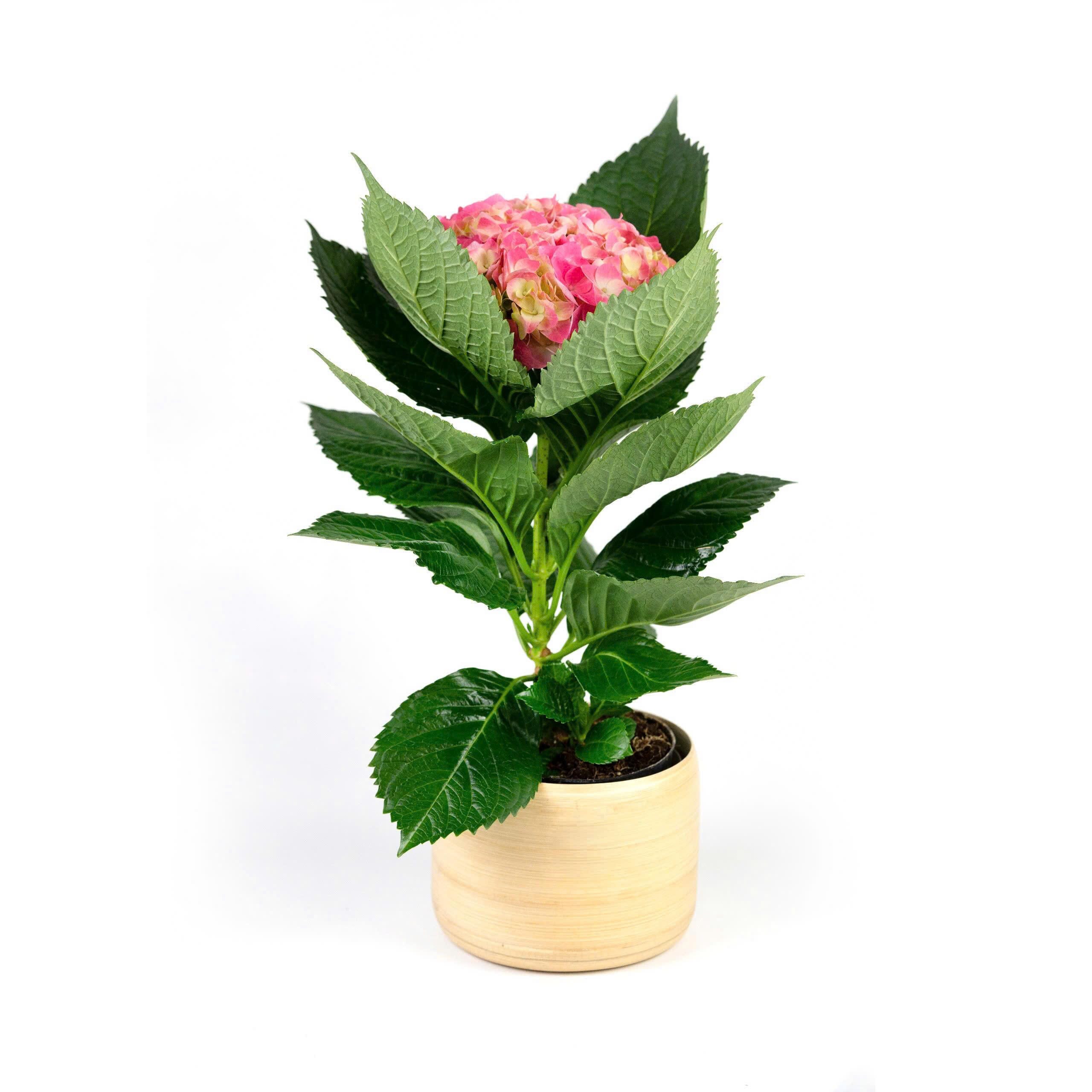 14bd98edddca53940adb