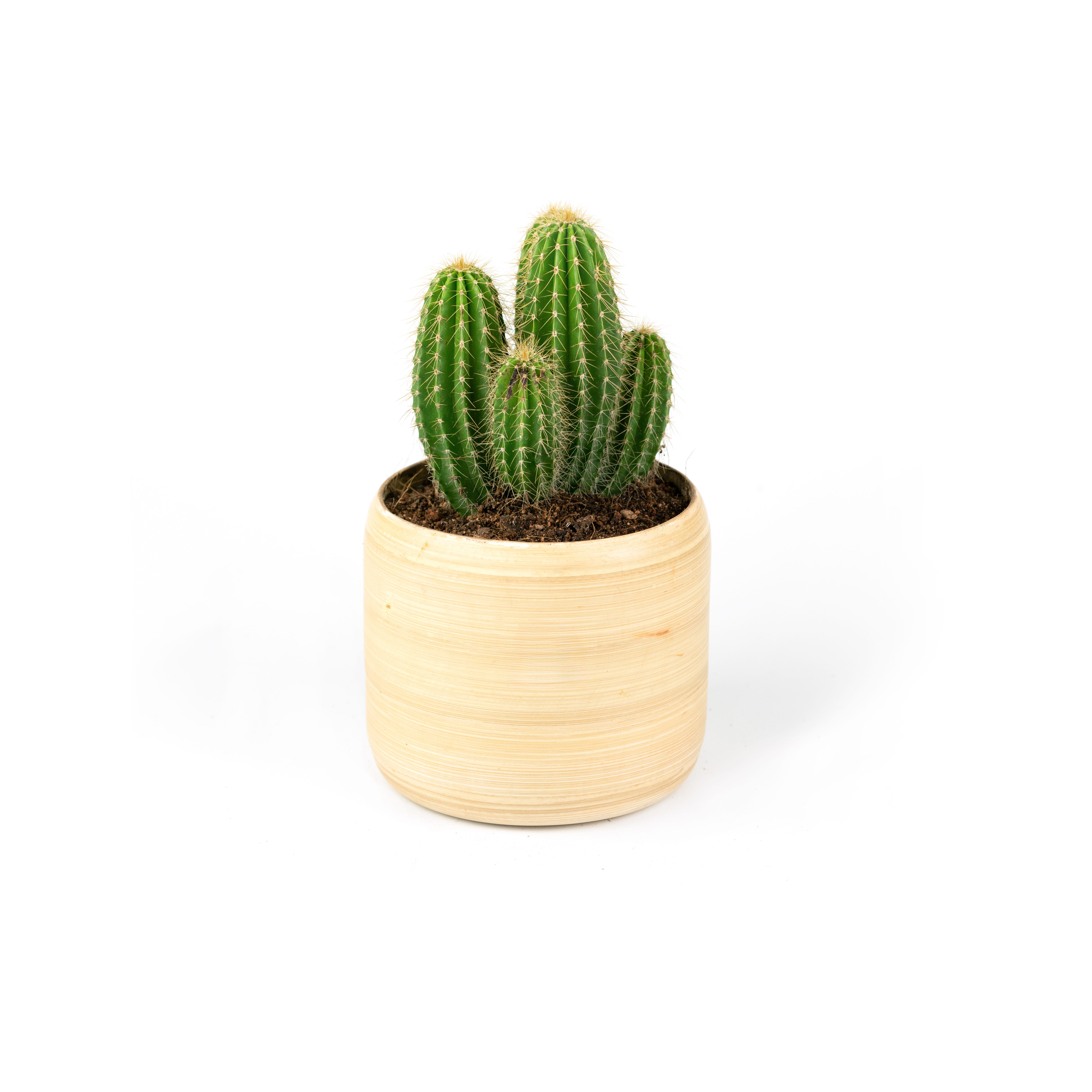 15.%20CAY00015_%20%20x%C6%B0%C6%A1ng%20r%E1%BB%93ng%20-%20130k