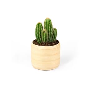 15.%20CAY00015%20x%C6%B0%C6%A1ng%20r%E1%BB%93ng%20-%202%20-%20130k