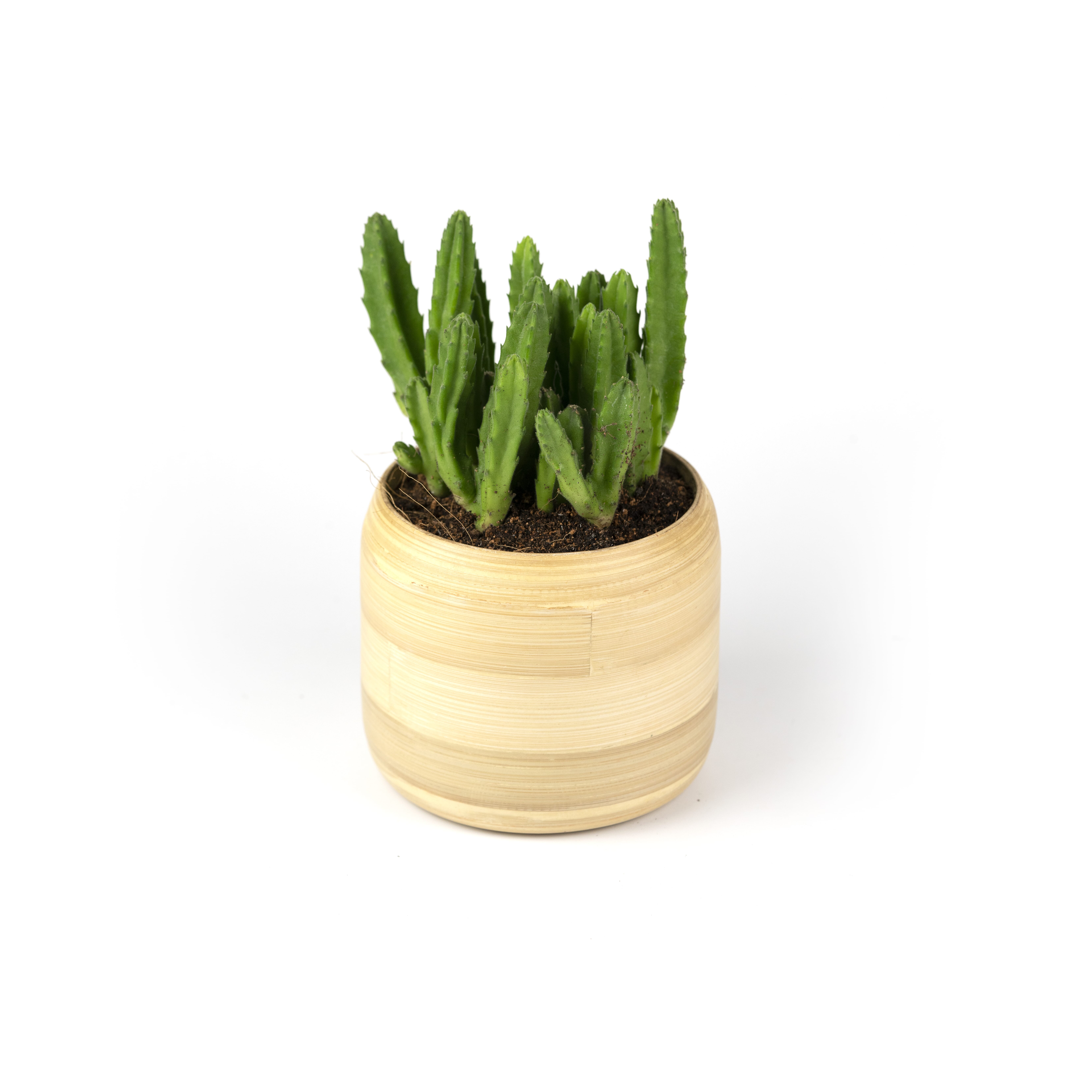 15.%20CAY00015_%20%20x%C6%B0%C6%A1ng%20r%E1%BB%93ng%20-%20130k