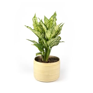 16%20CAY00016%20%20ng%E1%BB%8Dc%20ng%C3%A2n%20-%20270k%20