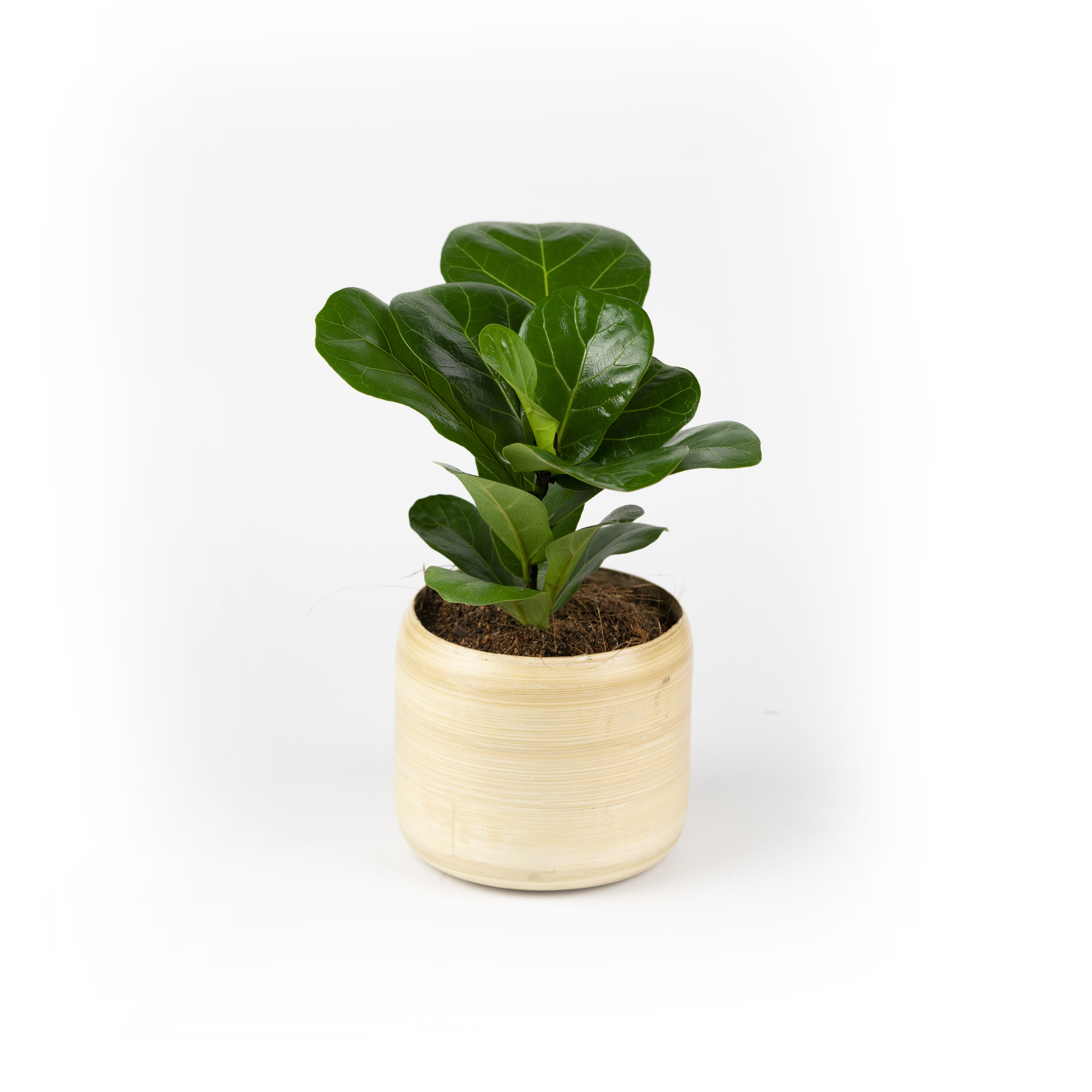 17.%20CAY00017_%20b%C3%A0ng%20singapore%20-%20150k