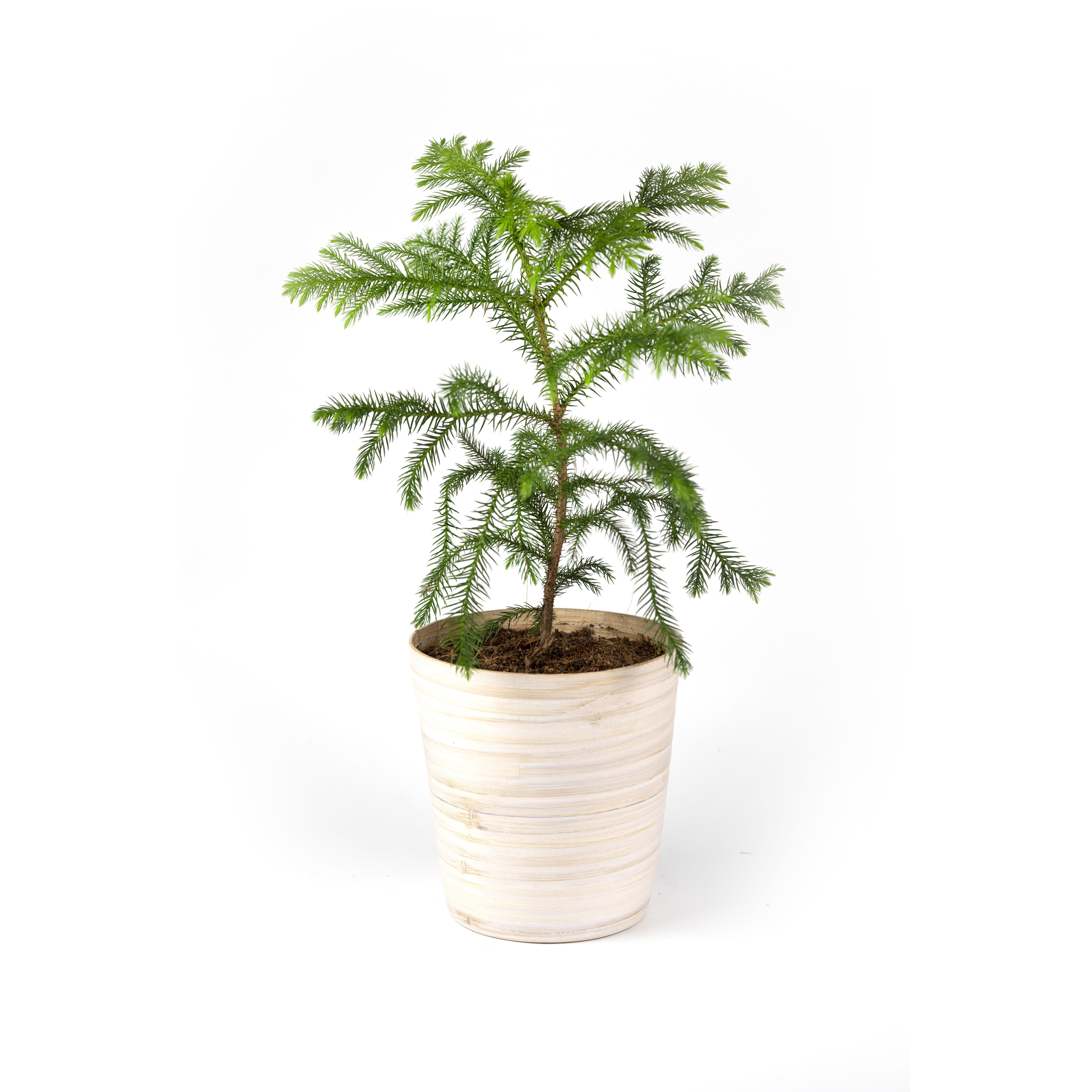 19%20CAY00019_%20t%C3%B9ng%20b%C3%A1ch%20t%C3%A1n%20-%20270k