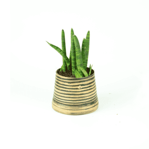 22%20CAY00022%20ng%C3%A0%20voi%20-%20150k