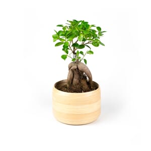 24.%20CAY00024%20si%20nh%E1%BA%ADt%20-%20275k