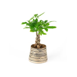 25.%20CAY00025%20kim%20ng%C3%A2n%20-%20175k