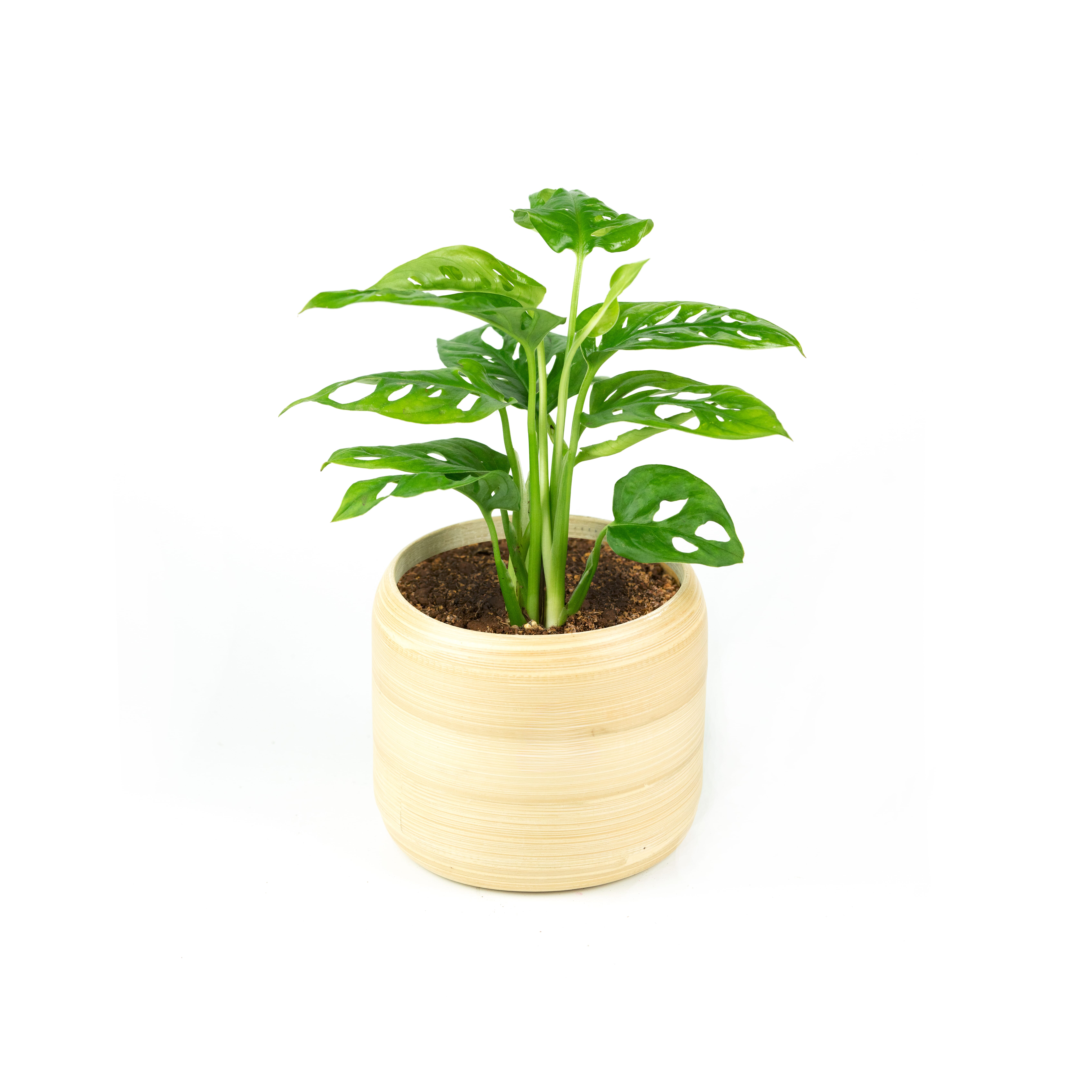 26.%20CAY00026%20tr%E1%BA%A7u%20b%C3%A0%20l%C3%A1%20l%E1%BB%97%20-%20150k