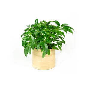 27.%20CAY00027%20_ng%C5%A9%20gia%20b%C3%AC%20-%20150k