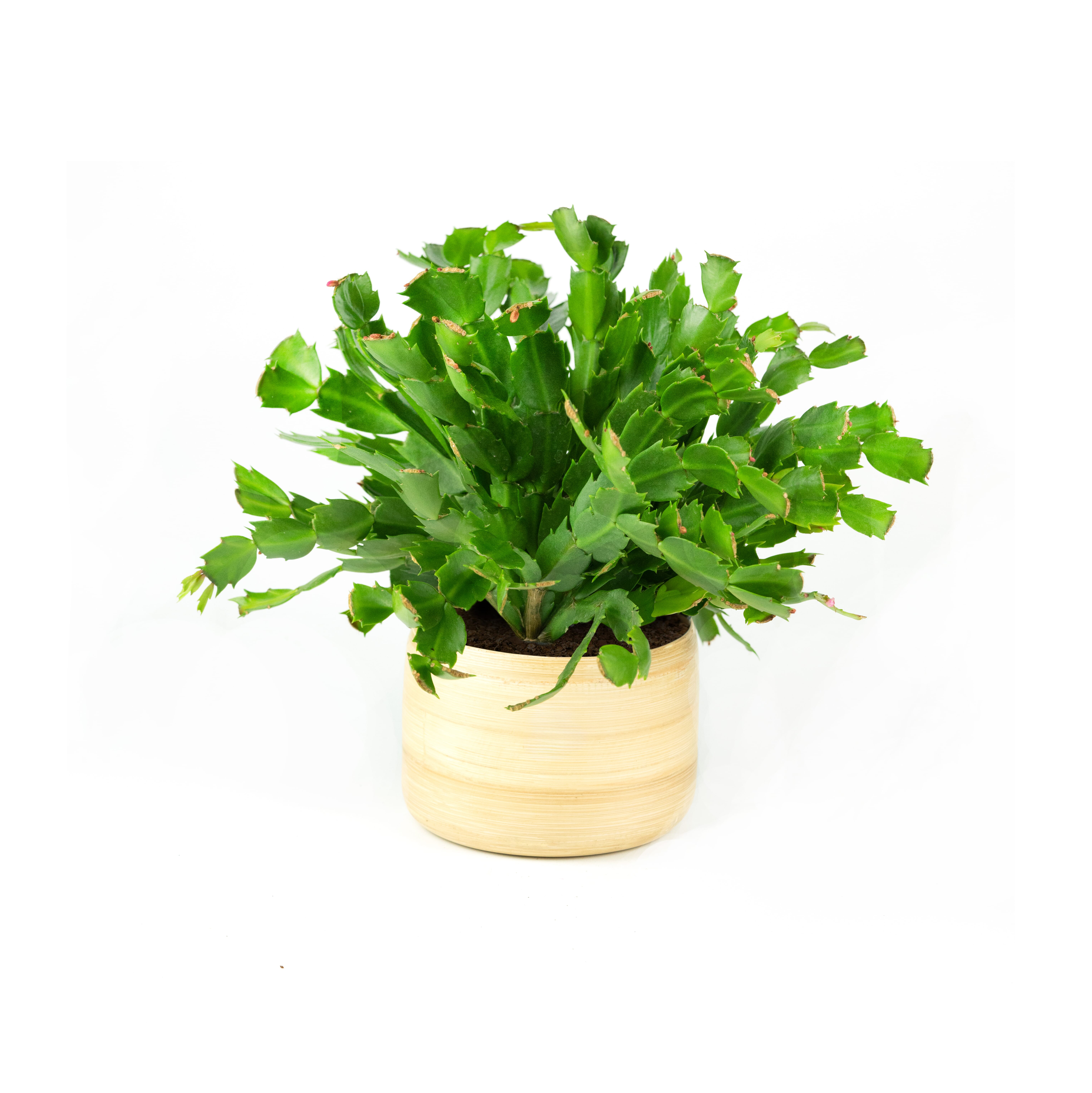 28.%20CAY00028_%20c%C3%A0ng%20cua%20-%20250k