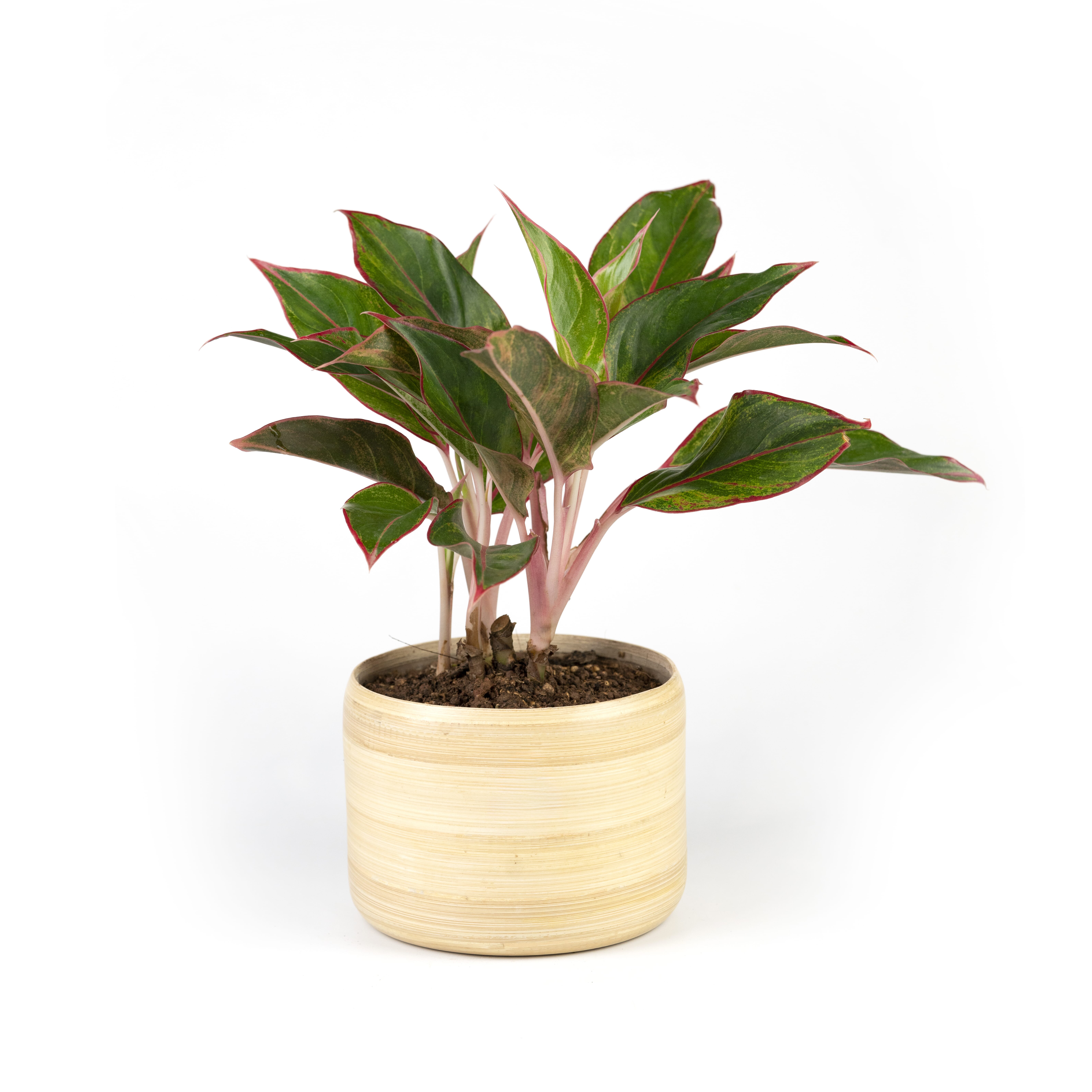 34.%20CAY00034%20ph%C3%BA%20qu%C3%BD%20-%20275k