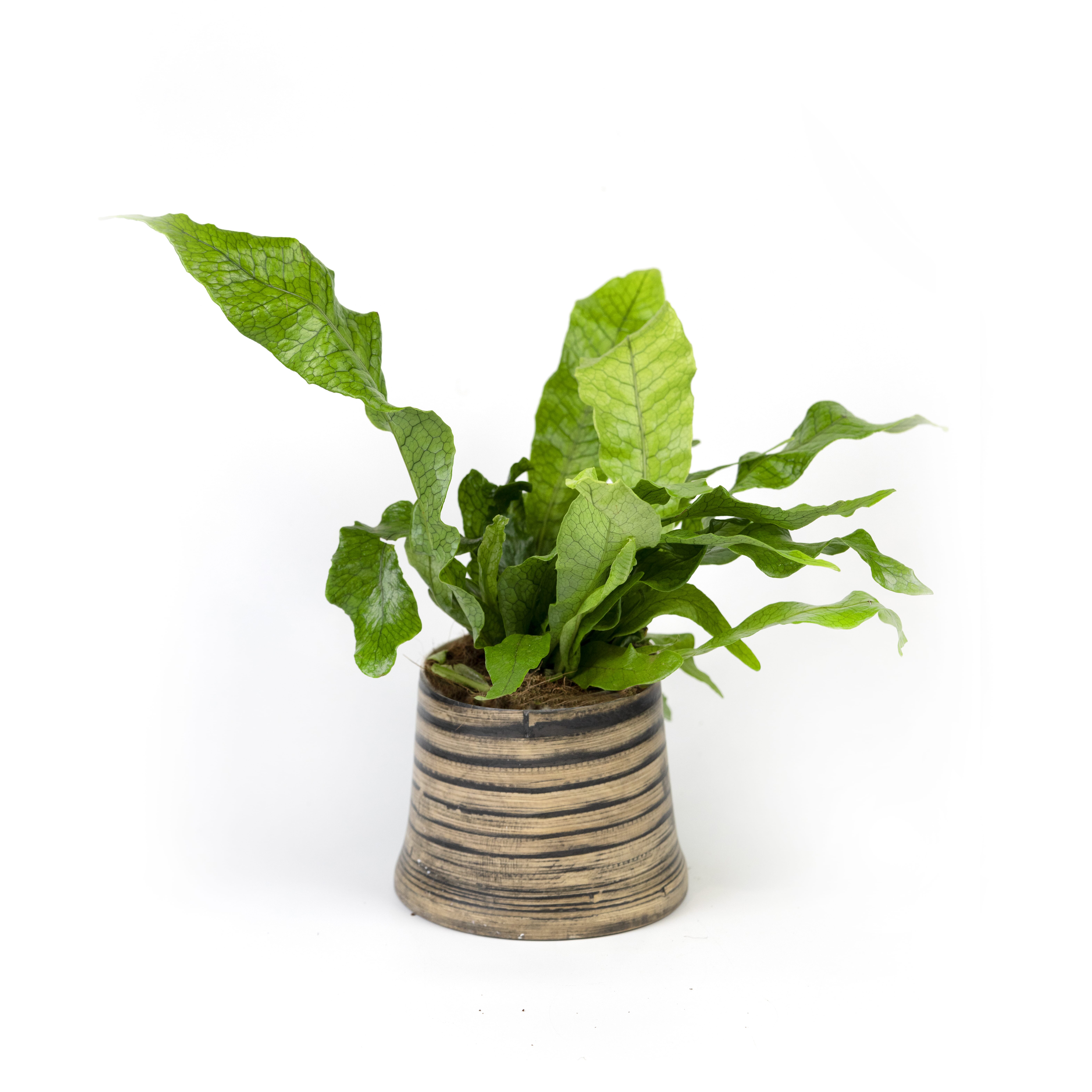 39.%20CAY00039%20d%C6%B0%C6%A1ng%20s%E1%BB%89%20-%20150k