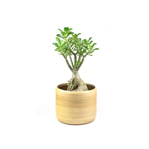 45.%20CAY00045%20C%C3%A2y%20s%E1%BB%A9%20-%20270k