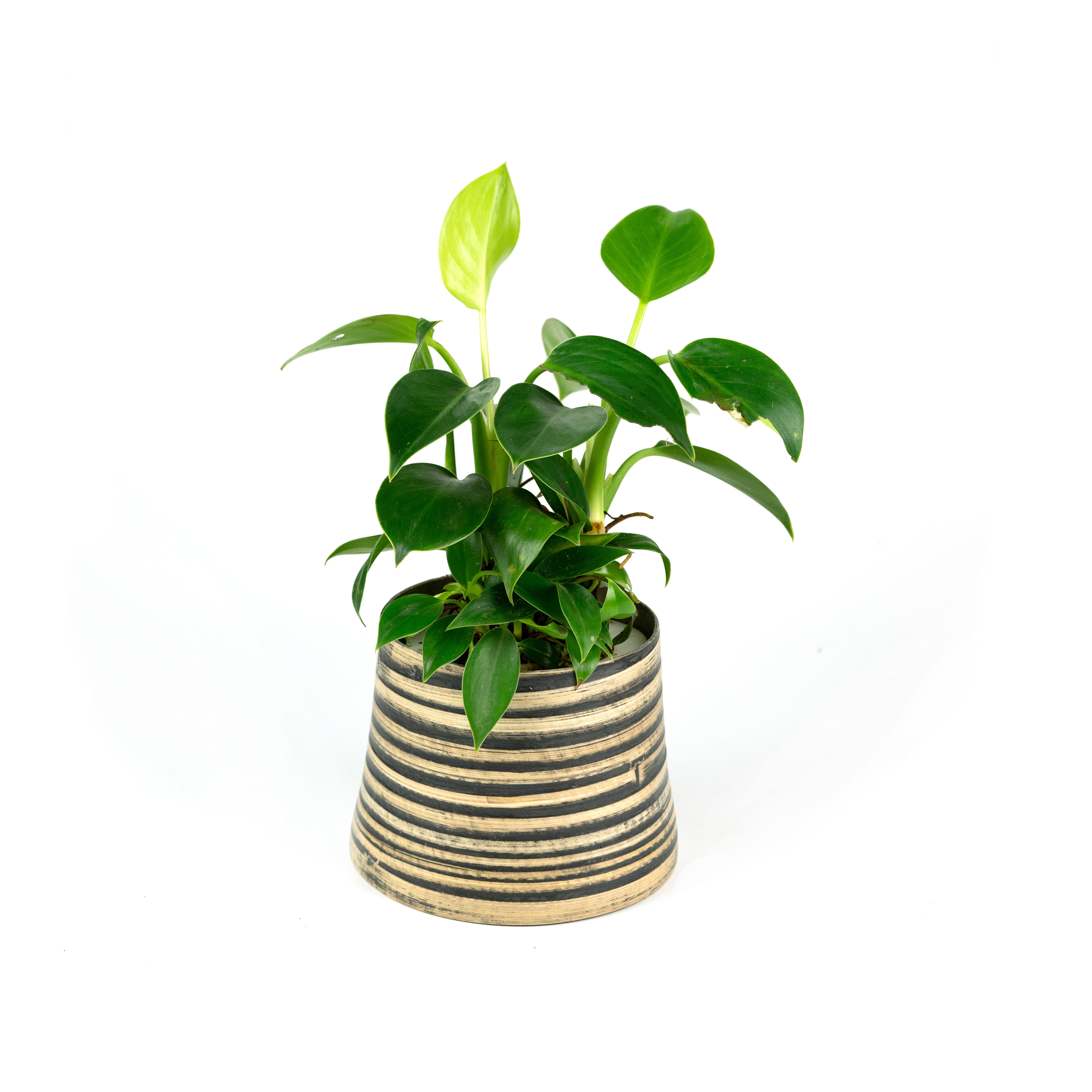 46.%20CAY00046_%20C%C3%A2y%20tr%E1%BA%A7u%20b%C3%A0%20l%C3%A1%20tim%20-%20170k