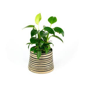 46.%20CAY00046_%20C%C3%A2y%20tr%E1%BA%A7u%20b%C3%A0%20l%C3%A1%20tim%20-%20170k