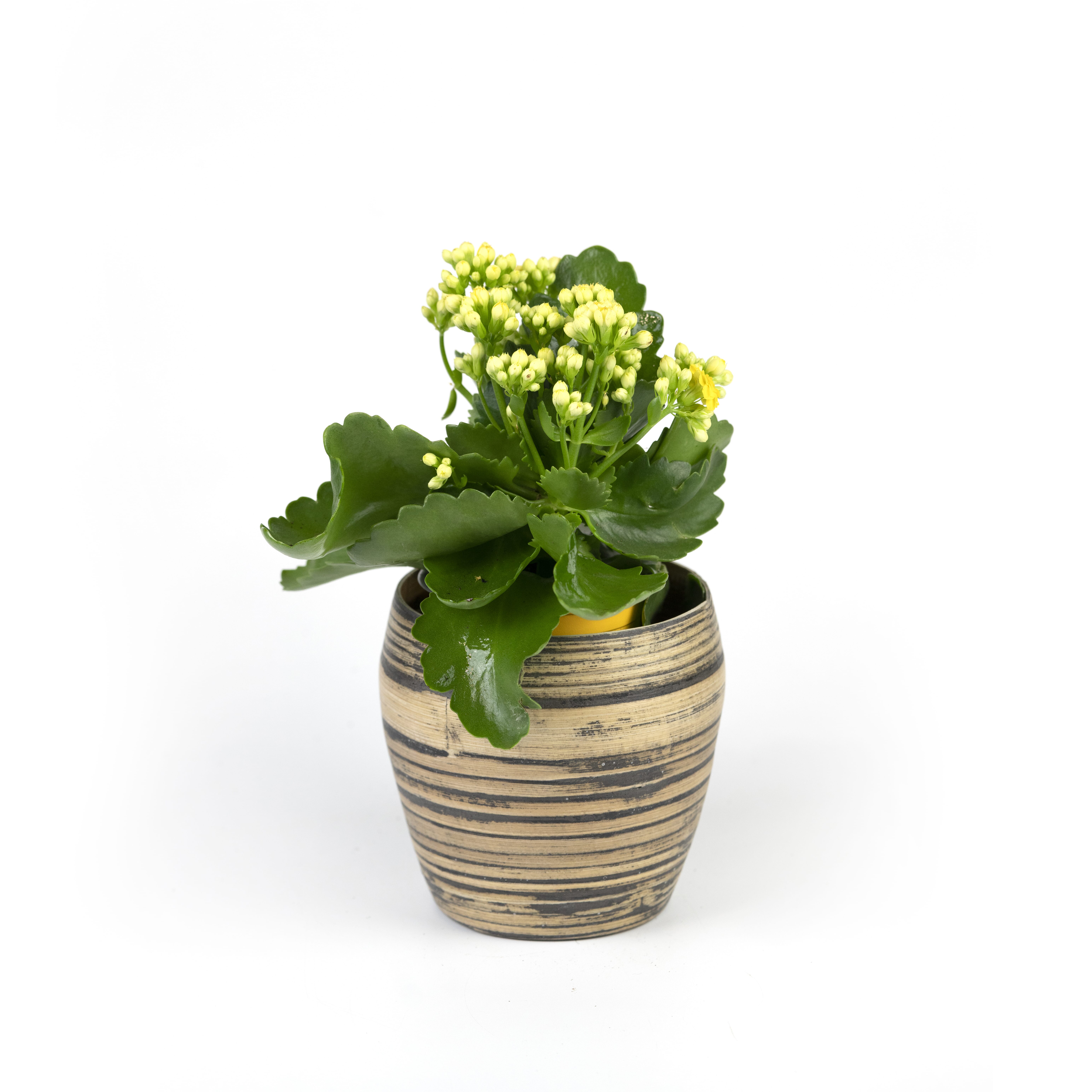 50.%20CAY00050_%20S%E1%BB%91ng%20%C4%91%E1%BB%9Di%20180k