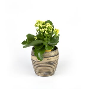 50.%20CAY00050_%20S%E1%BB%91ng%20%C4%91%E1%BB%9Di%20180k