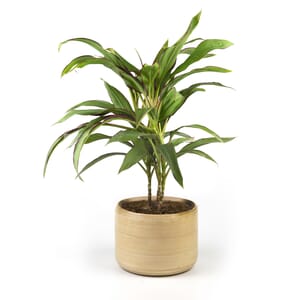 51.%20CAY00051_%20Thi%E1%BA%BFt%20m%E1%BB%99c%20lan