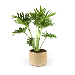 52.%20CAY00052%20_%20Tr%E1%BA%A7u%20b%C3%A0%20thanh%20xu%C3%A2n