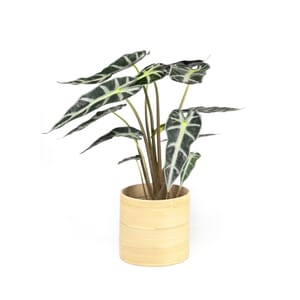 57.%20CAY00057%20_%20M%C3%B4n%20Qu%C3%A2n%20%C3%82m%20210k