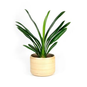 lan%20qu%C3%A2n%20t%E1%BB%AD