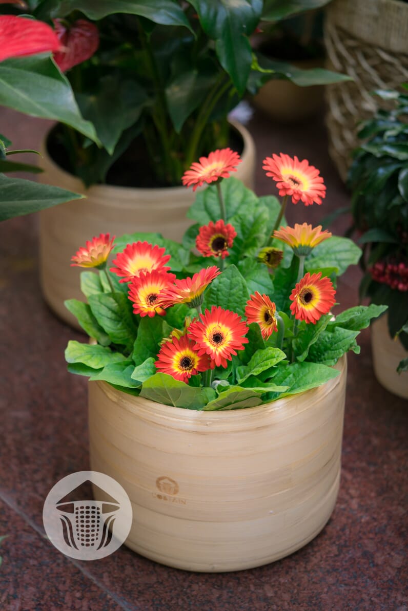 Hoa%20%C4%91%E1%BB%93ng%20ti%E1%BB%81n