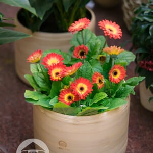 Hoa%20%C4%91%E1%BB%93ng%20ti%E1%BB%81n