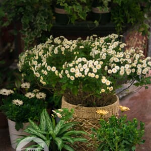 2.%20HOA00002;%2070k%20