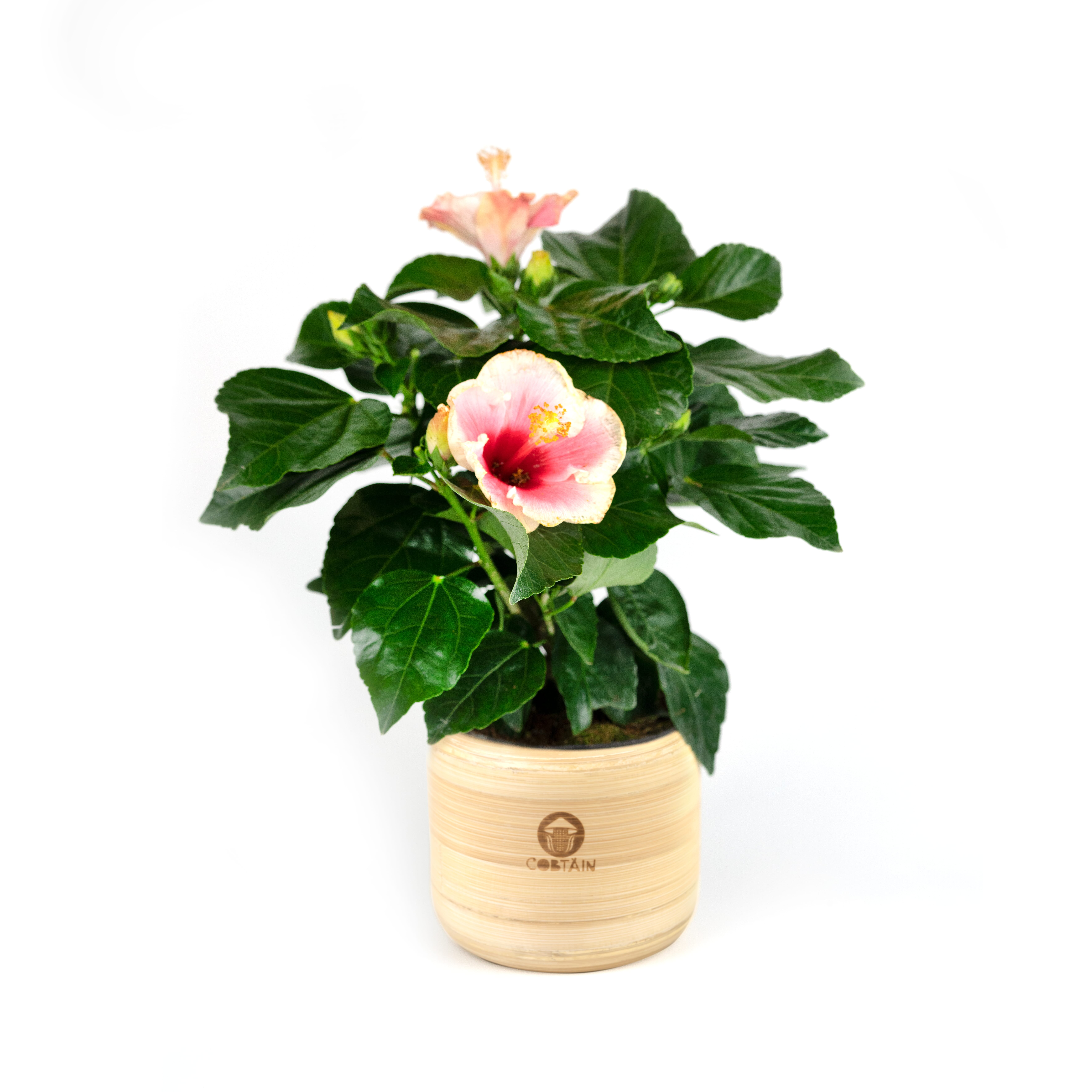 _DSC6887%20copy%20(1)